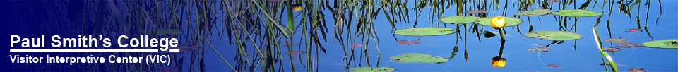 Paul Smiths VIC -- Adirondack Birding Center Bird Walk | Lily Pads on Heron Marsh at the Paul Smiths VIC -- 30 May 2012